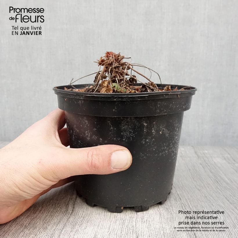 Géranium vivace macrorrhizum Spessart Pot de 2L/3L esemplare consegnato in inverno