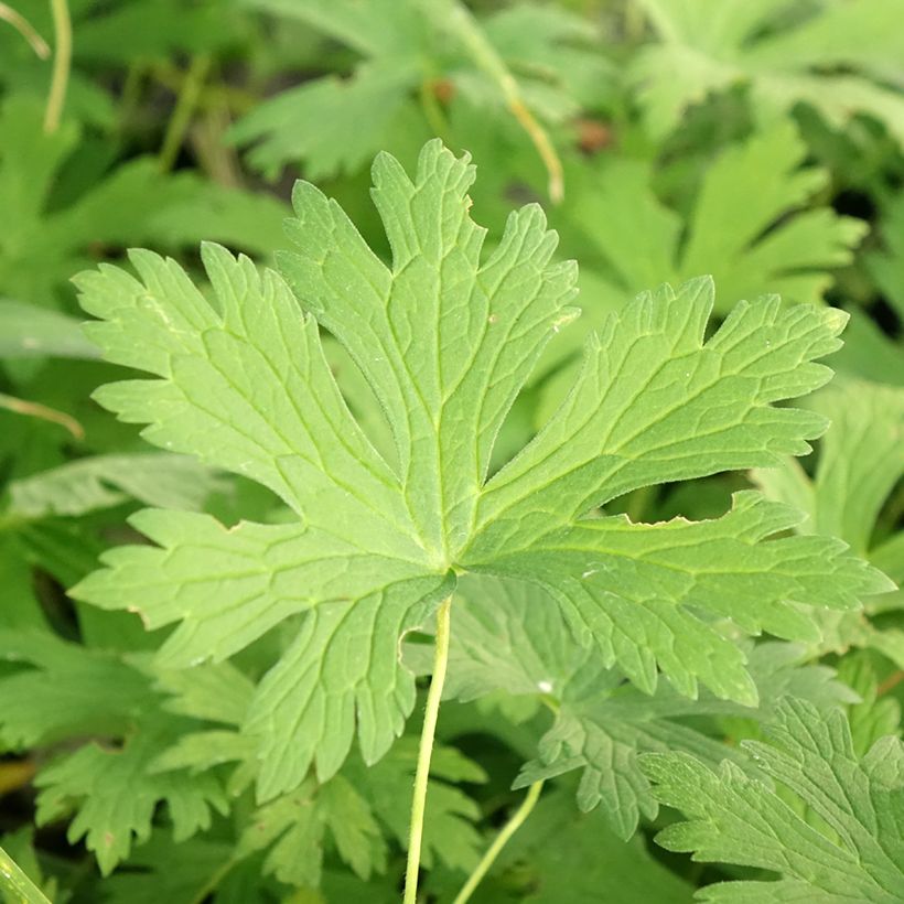 Geranium maculatum Chatto (Fogliame)