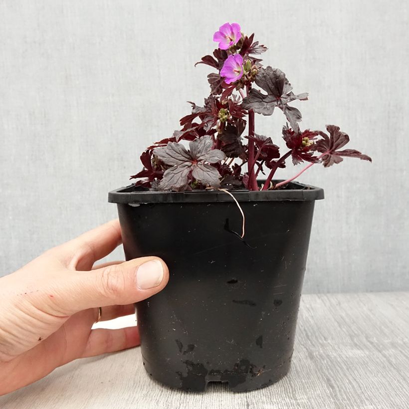 Geranium vivace maculatum Stormy Night Pot de 2L/3L esemplare consegnato in primavera