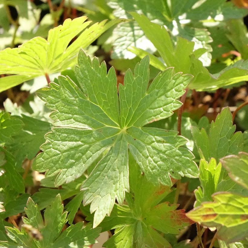 Geranium maculatum Vickie Lynn (Fogliame)