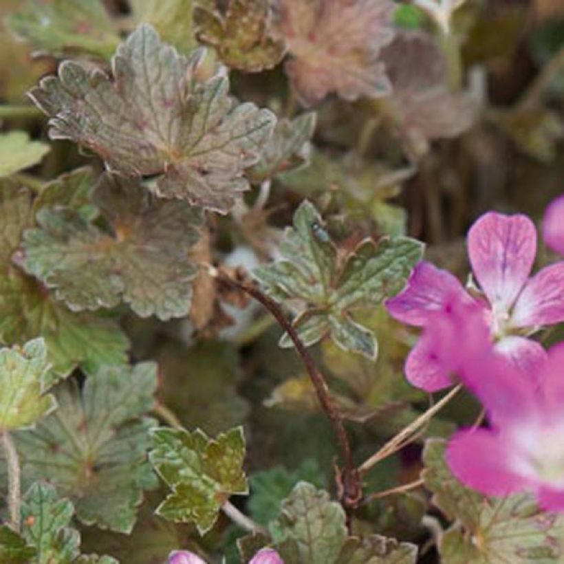 Geranium oxonianum Orkney Cherry (Fogliame)