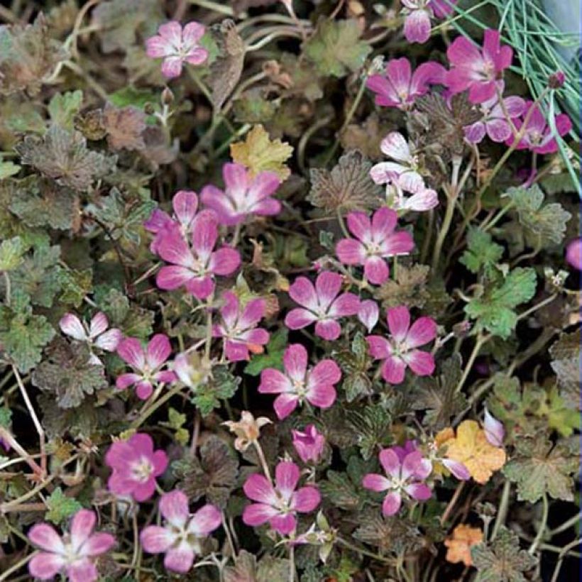 Geranium oxonianum Orkney Cherry (Porto)