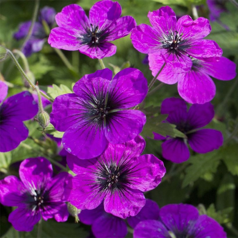 Geranium Patricia (Fioritura)