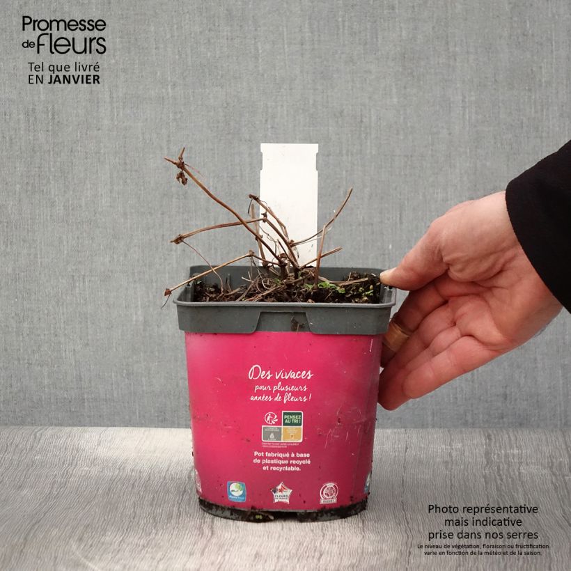 Géranium vivace Pink Penny pot de 2L/3L esemplare consegnato in inverno