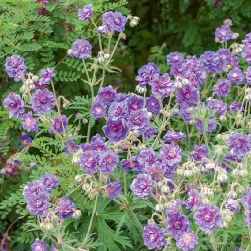 Geranium pratense Plenum Violaceum - Geranio dei prati (Porto)