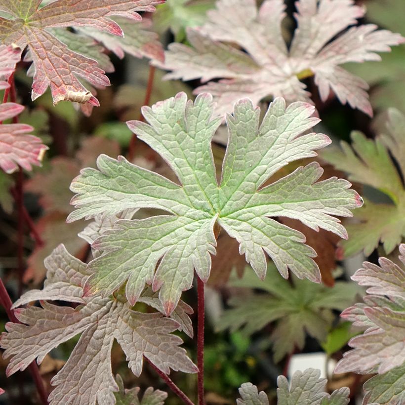 Geranium pratense Dark Eyes - Geranio dei prati (Fogliame)