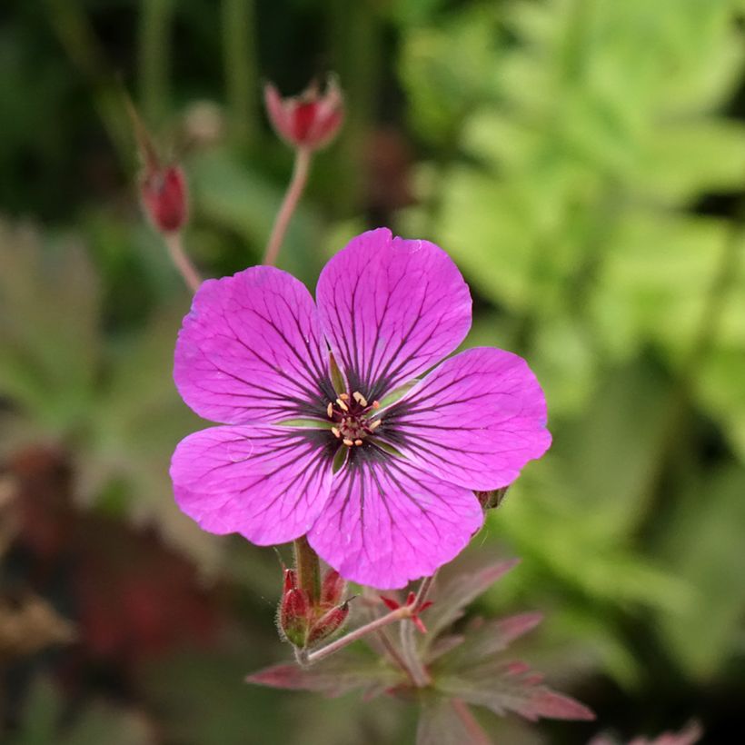 Geranium pratense Dark Eyes - Geranio dei prati (Fioritura)