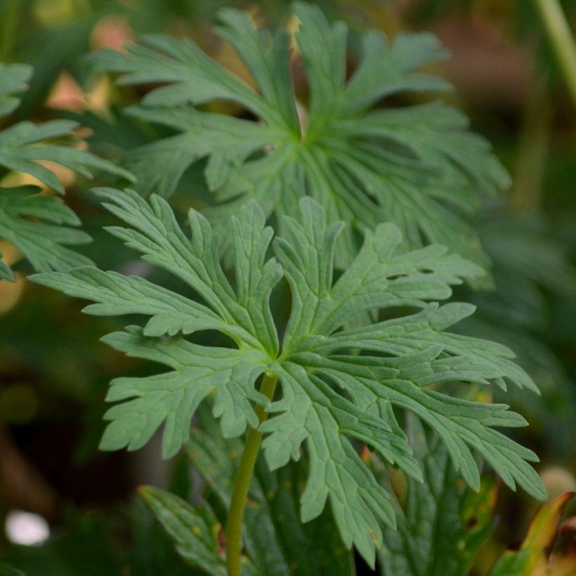 Geranium pratense Mrs Kendall Clark - Geranio dei prati (Fogliame)