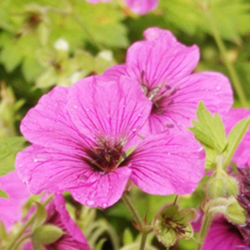 Geranium psilostemon Eva (Fioritura)