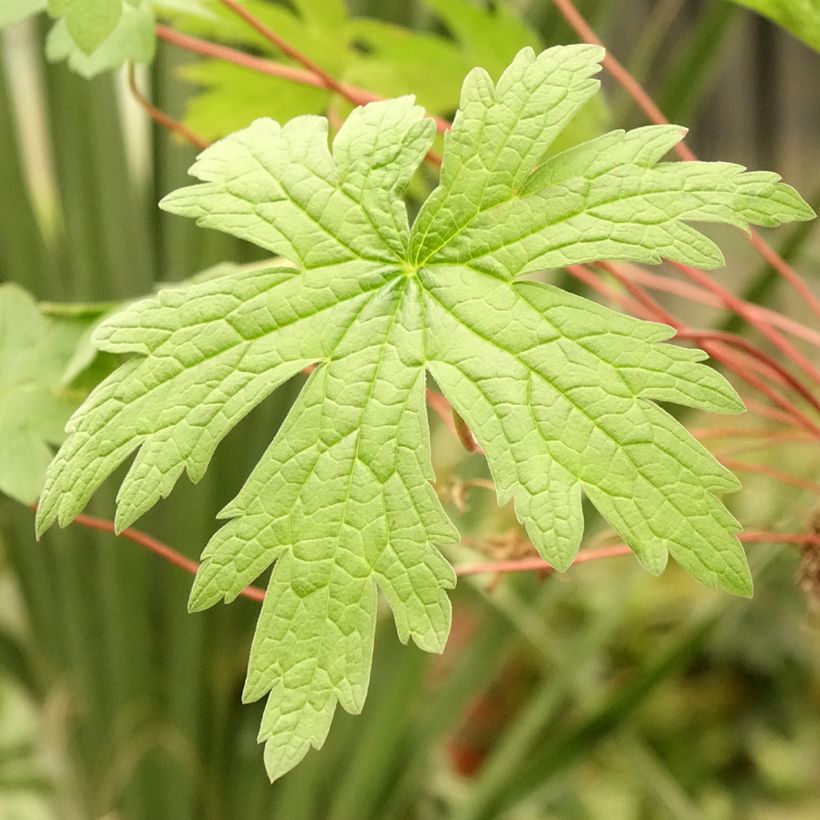 Geranium psilostemon (Fogliame)