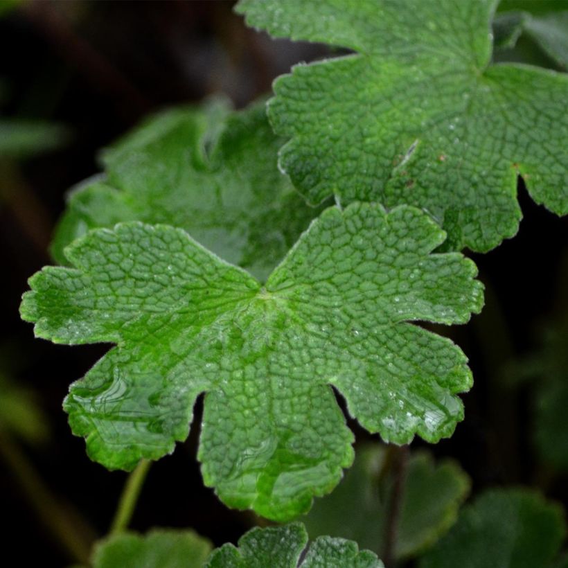 Geranium renardii (Fogliame)