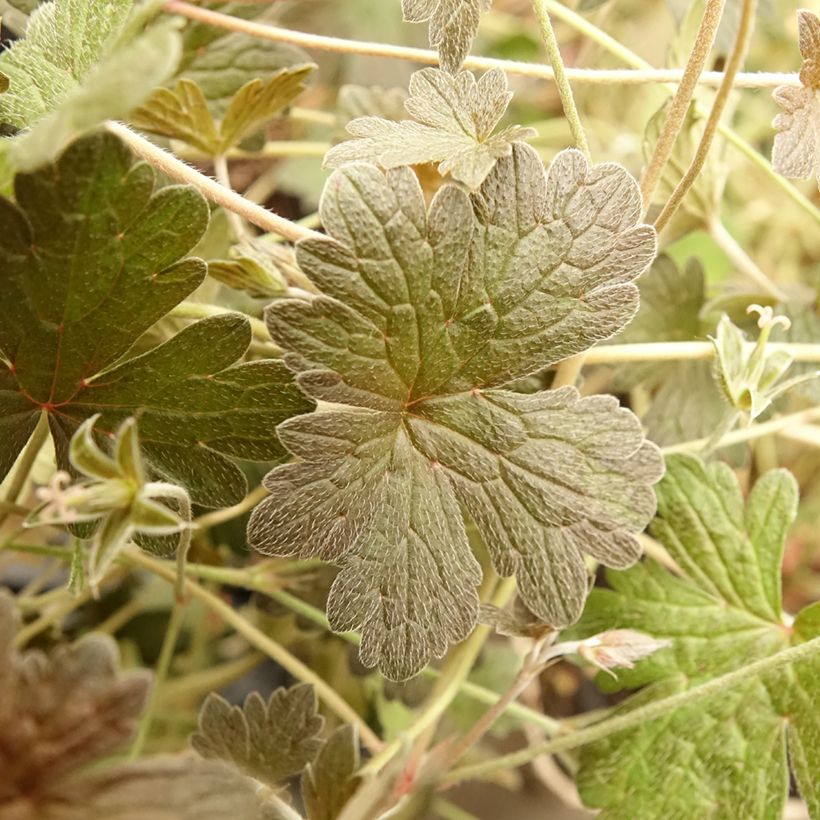 Geranium Rothbury Red (Fogliame)