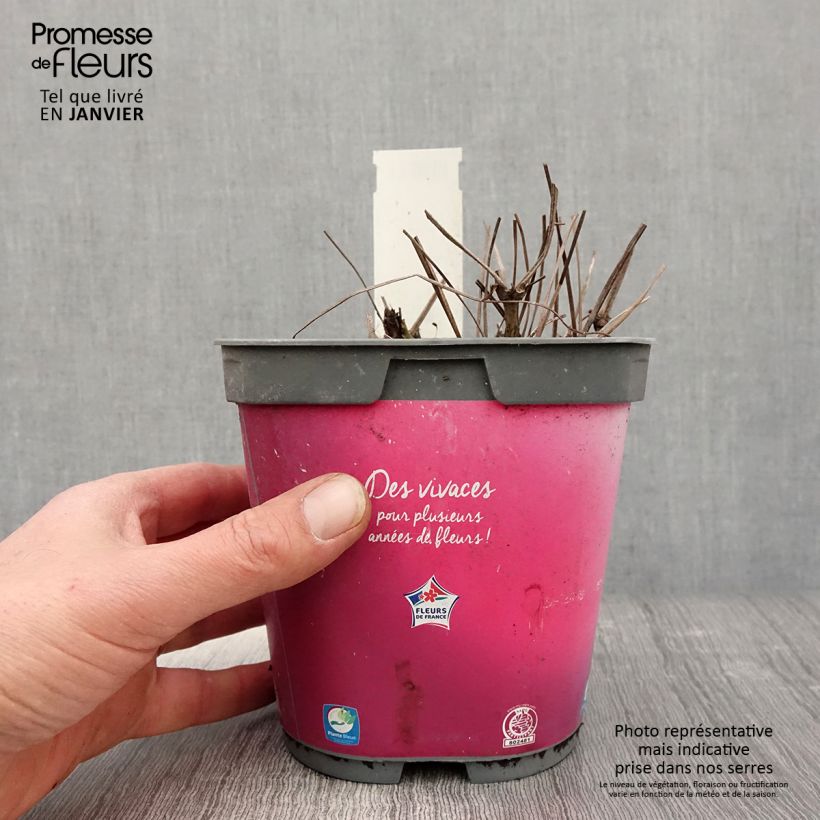 Géranium vivace Sirak Pot de 2L/3L esemplare consegnato in inverno