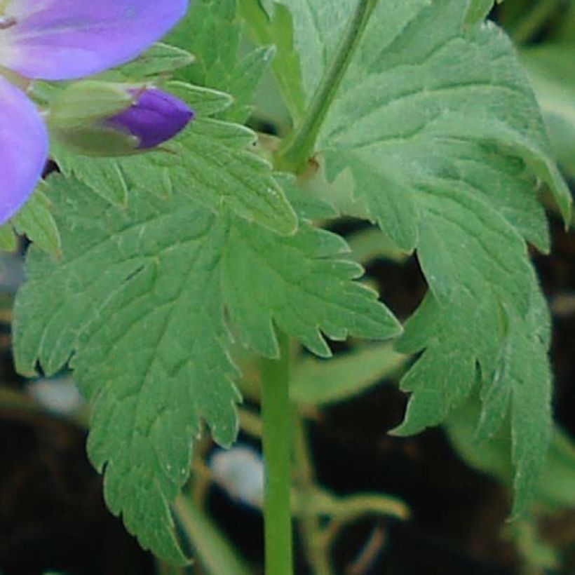 Geranium sylvaticum May Flower - Geranio silvano (Fogliame)