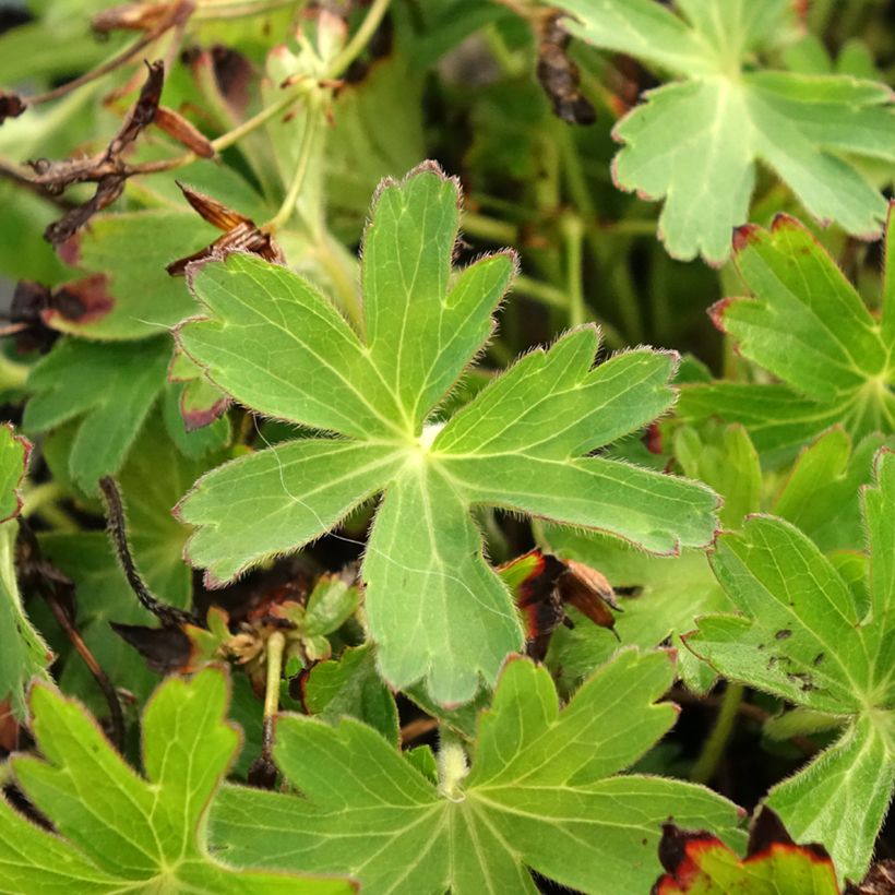 Geranium yoshinoi Confetti (Fogliame)