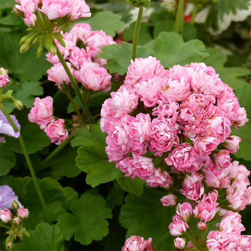 Geranio zonale Appleblossom (Fioritura)