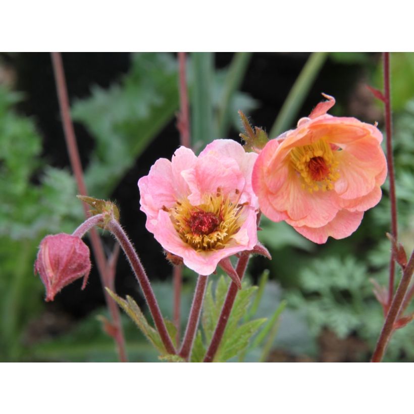 Geum Cosmopolitan (Fioritura)