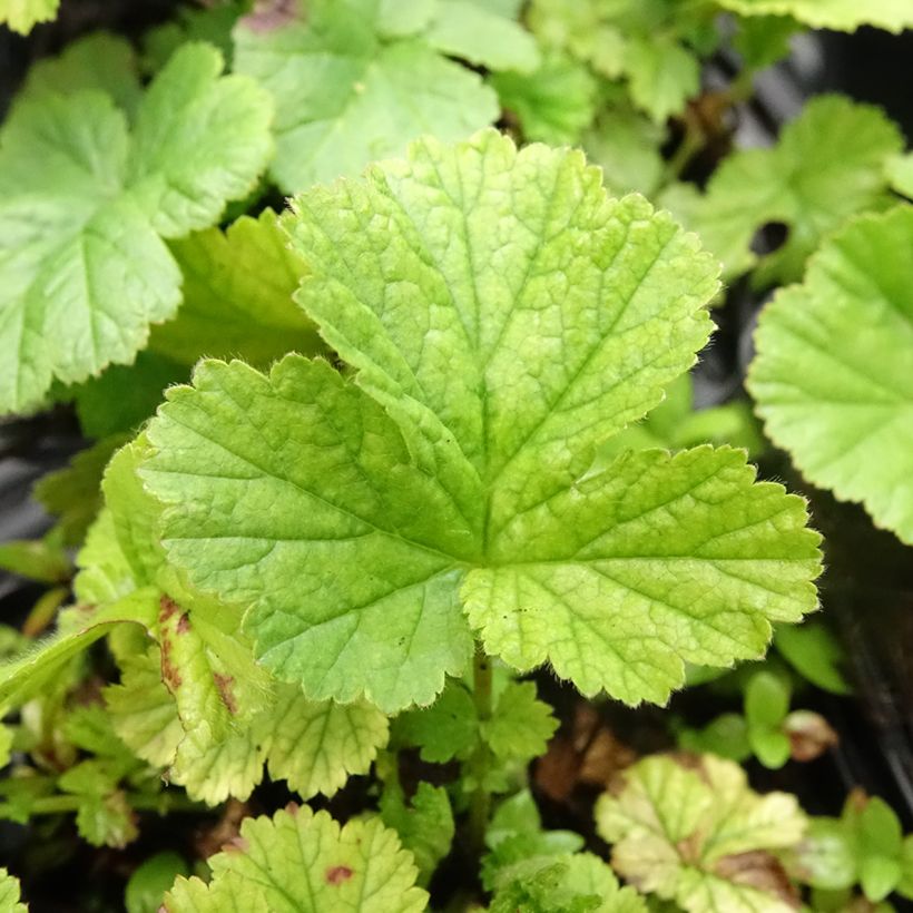 Geum coccineum Koi (Fogliame)