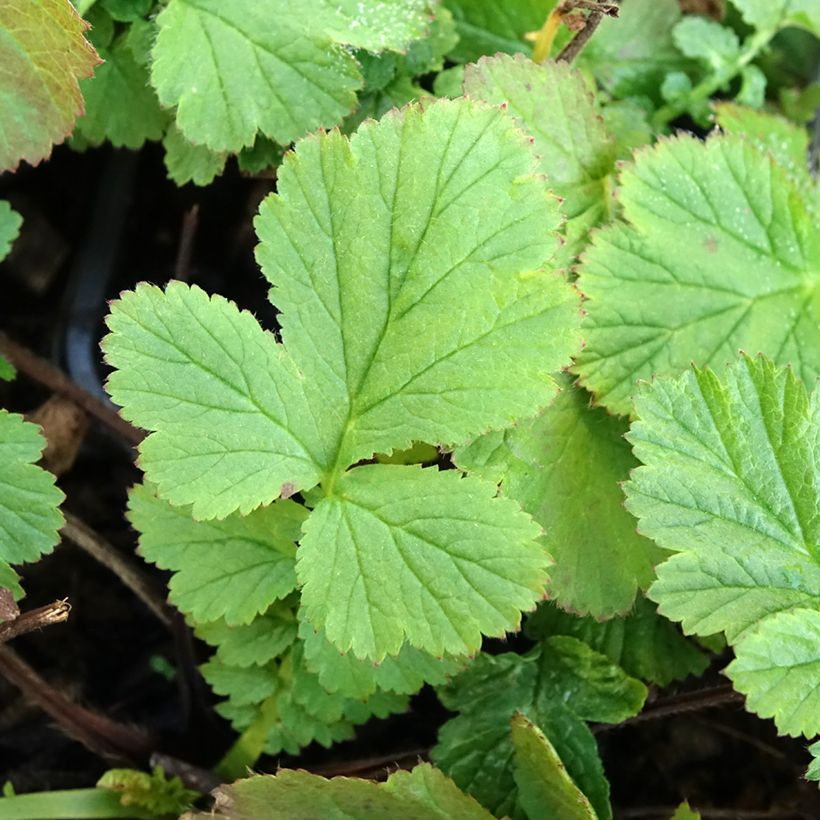 Geum coccineum Red Wings (Fogliame)