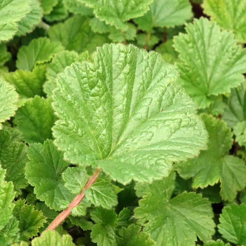 Geum coccineum Cocktail Sea Breeze (Fogliame)