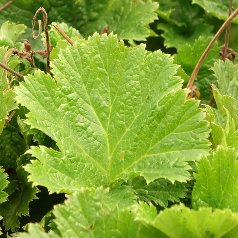 Geum Pretticoats Peach (Fogliame)