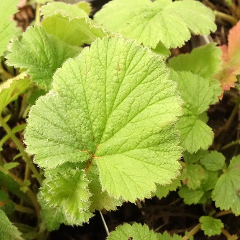 Geum Scarlet Tempest (Fogliame)