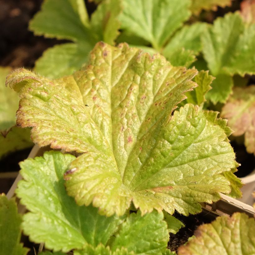 Geum Tutti Frutti (Fogliame)