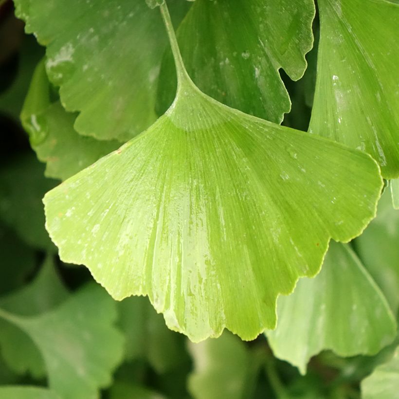 Ginkgo biloba Eiffel (Fogliame)