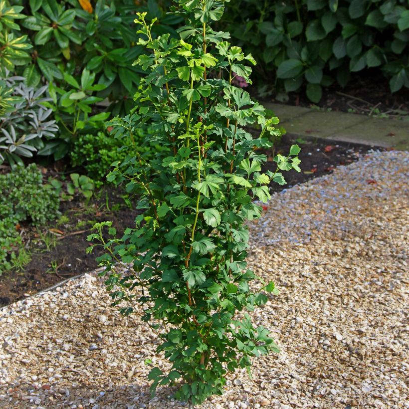 Ginkgo biloba Menhir (Porto)