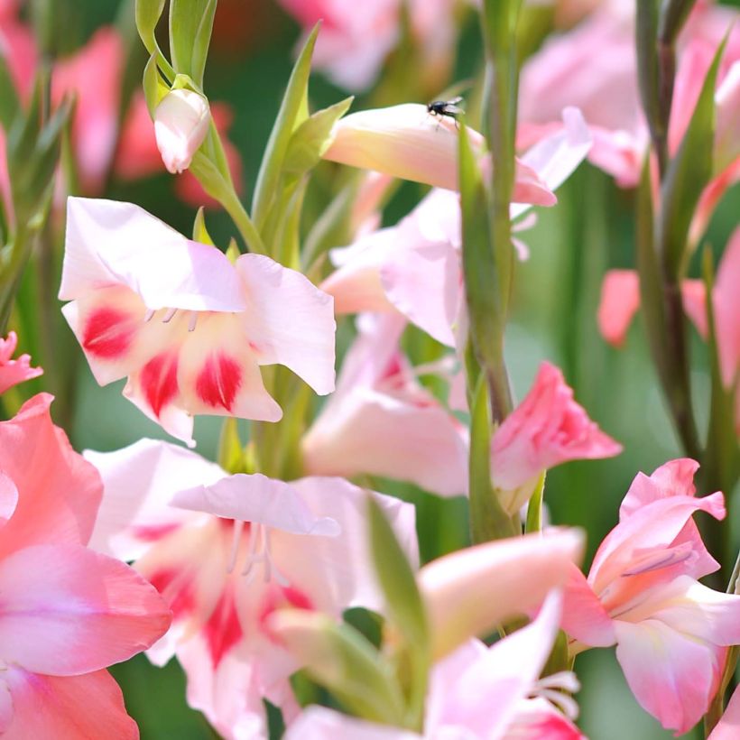 Gladiolus colvillei Elvira (Fioritura)