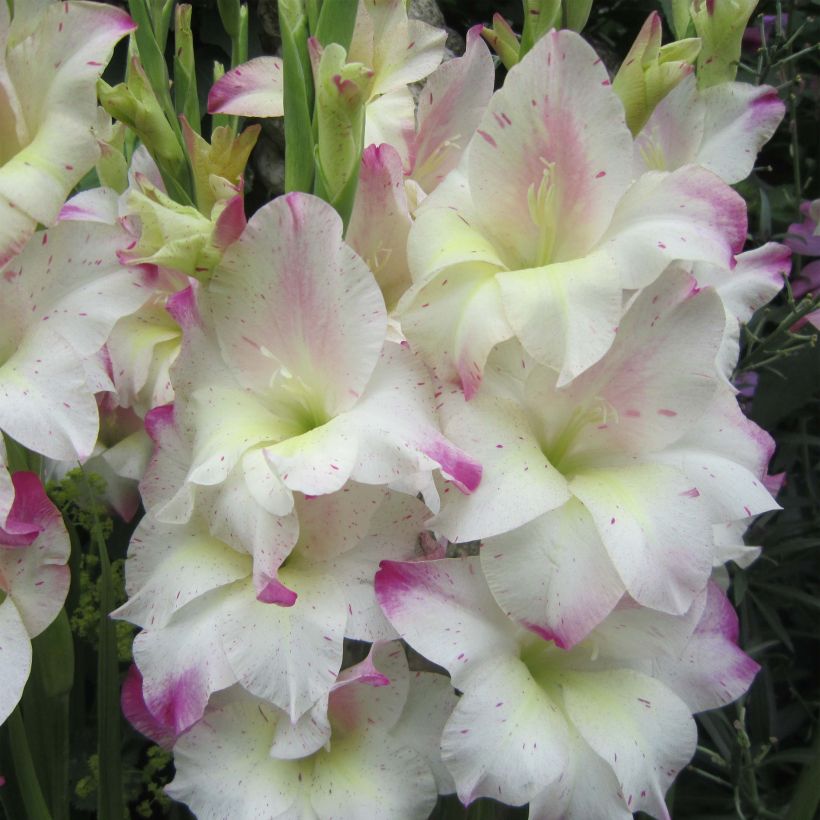 Gladiolus colvillei Frozen Sparks (Fioritura)