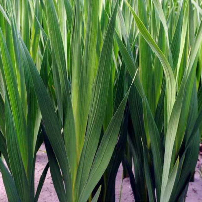 Gladiolus callianthus Lucky Star (Fogliame)