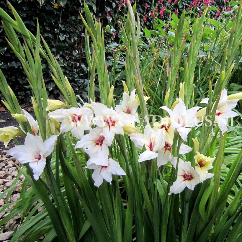 Gladiolus callianthus Lucky Star (Fioritura)