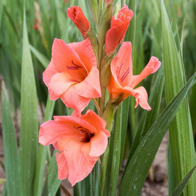 Gladiolo Peter Pears (Fioritura)