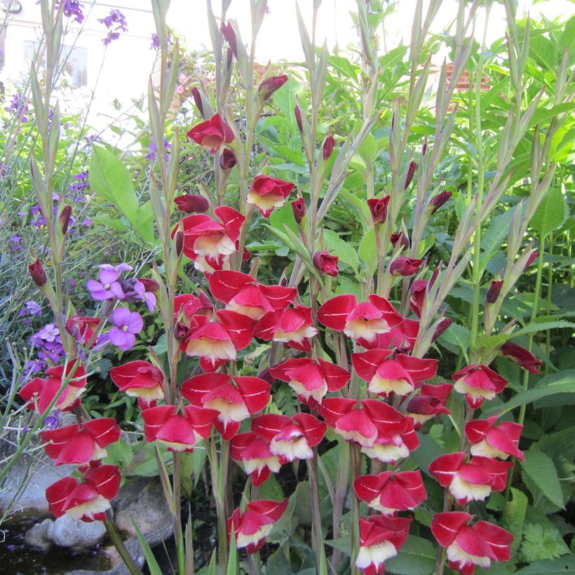 Gladiolus primulinus Laura Jay (Fioritura)