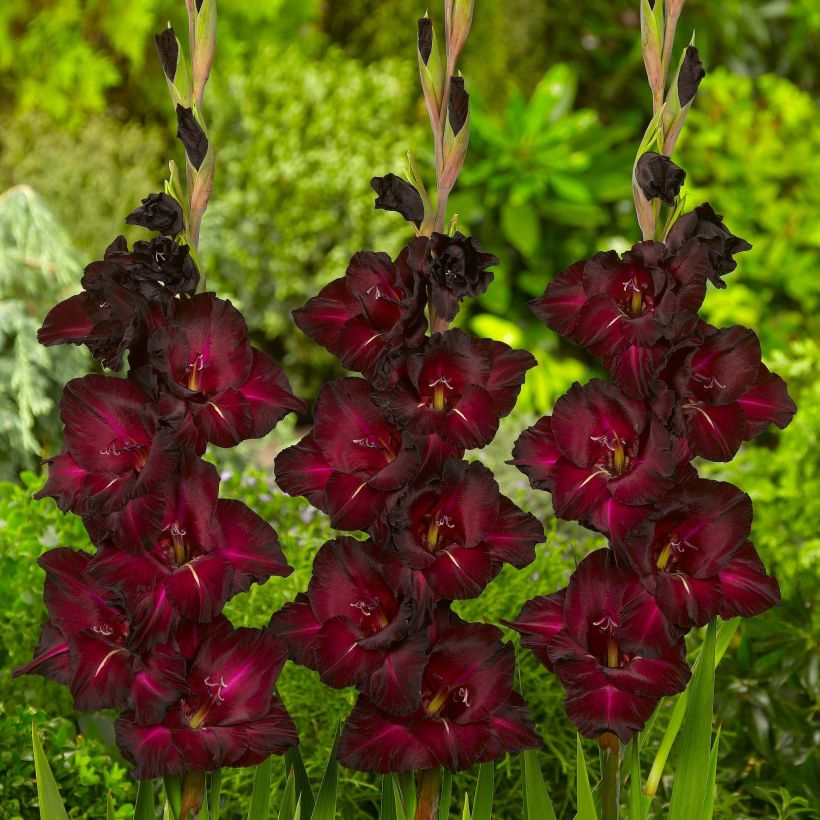 Gladiolo Black Surprise (Fioritura)