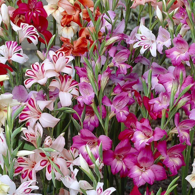 Gladiolus colvillei Mix (Fioritura)