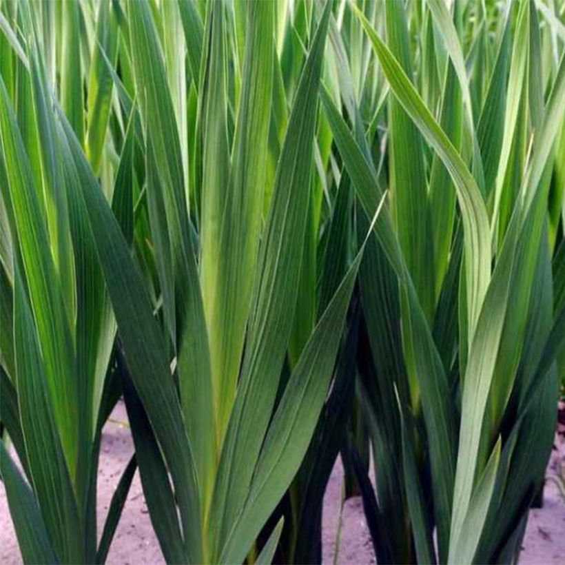 Gladiolus colvillei Nymph (Fogliame)