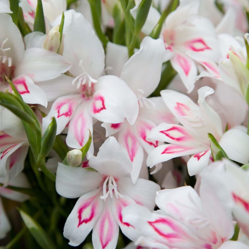 Gladiolus colvillei Nymph (Fioritura)