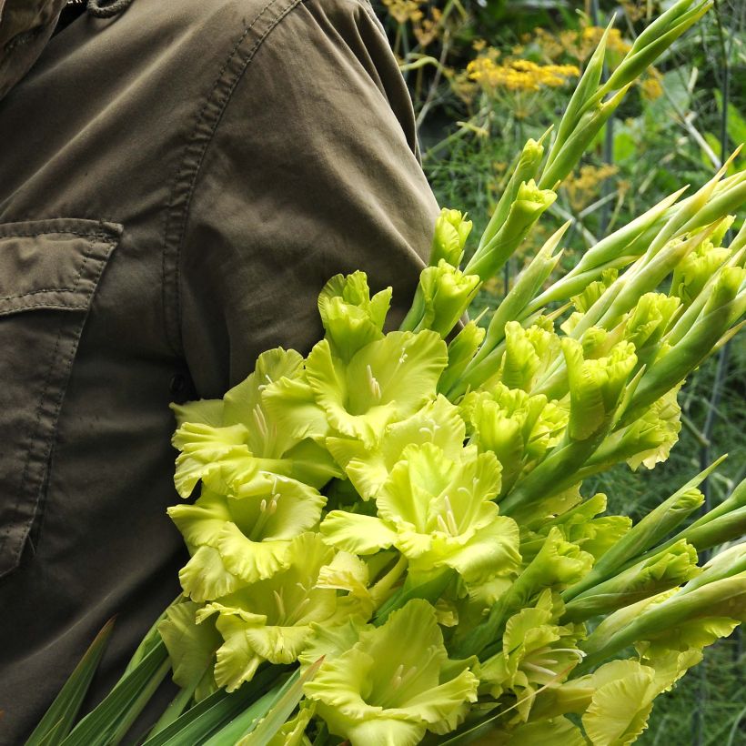 Gladiolo Green Star (Fioritura)