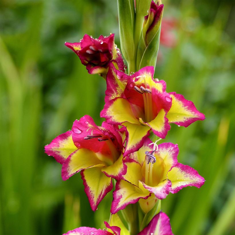 Gladiolo Flevo Laguna (Fioritura)