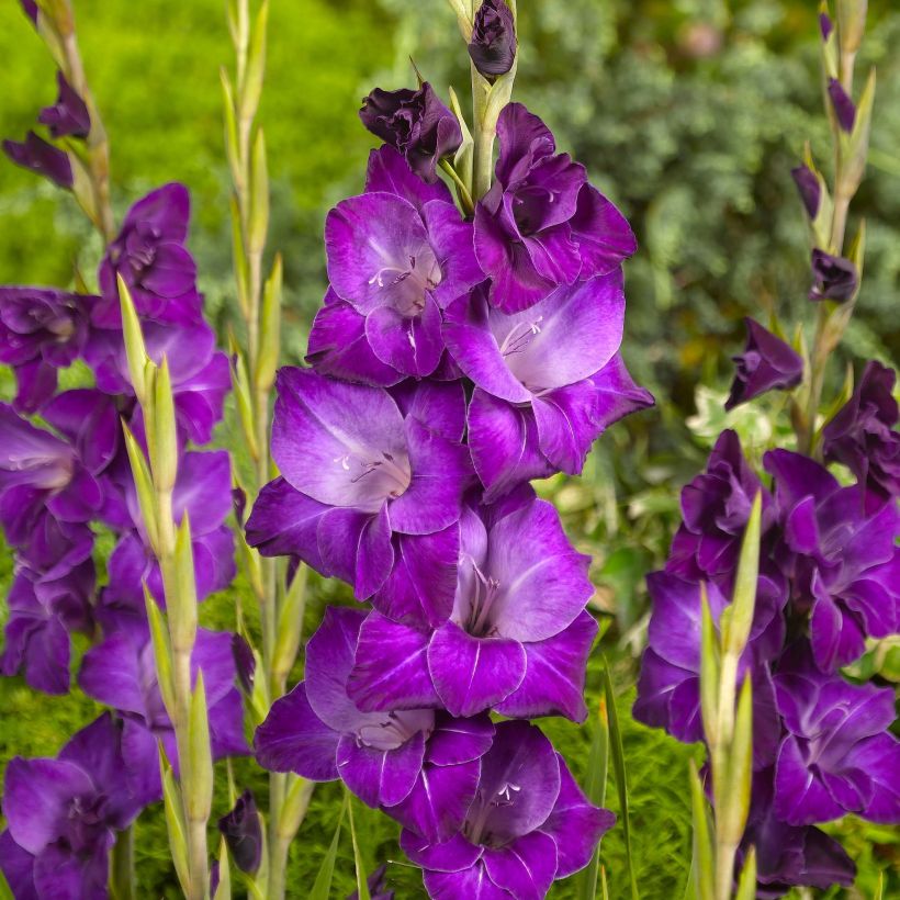 Gladiolo Violetta (Fioritura)