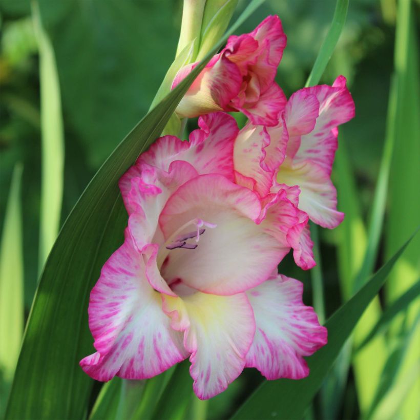 Gladiolo Priscilla (Fioritura)