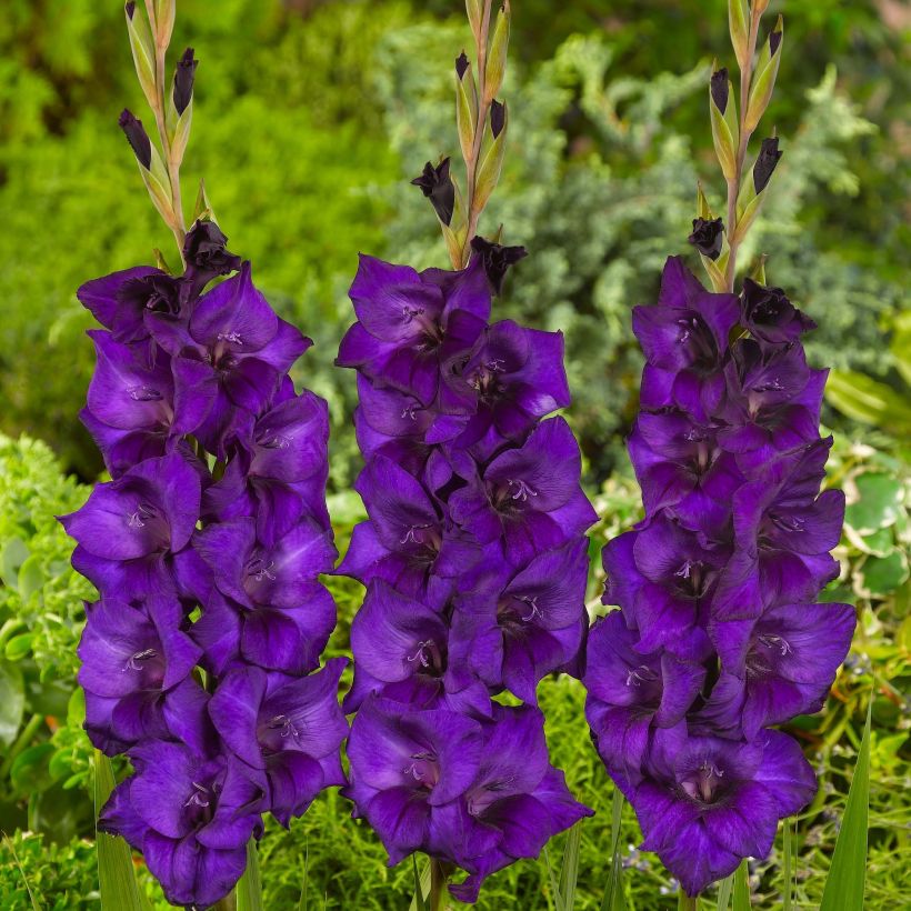 Gladiolo Purple Flora (Fioritura)