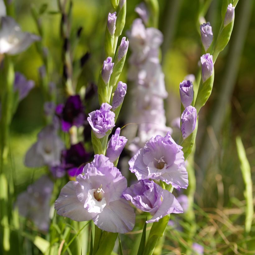 Gladiolo Sweet Blue (Fioritura)