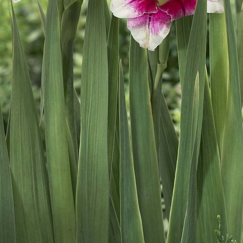 Gladiolus primulinus Adrienne (Fogliame)