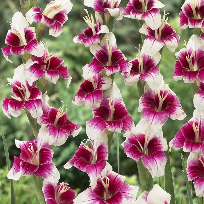 Gladiolus primulinus Adrienne (Fioritura)