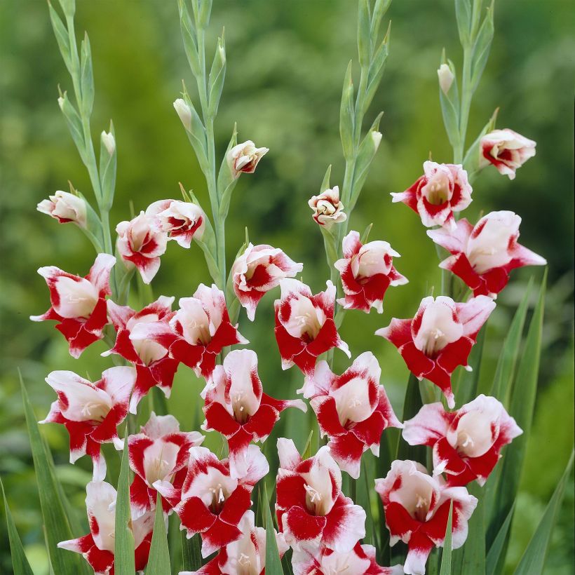 Gladiolus primulinus Bizar (Fioritura)