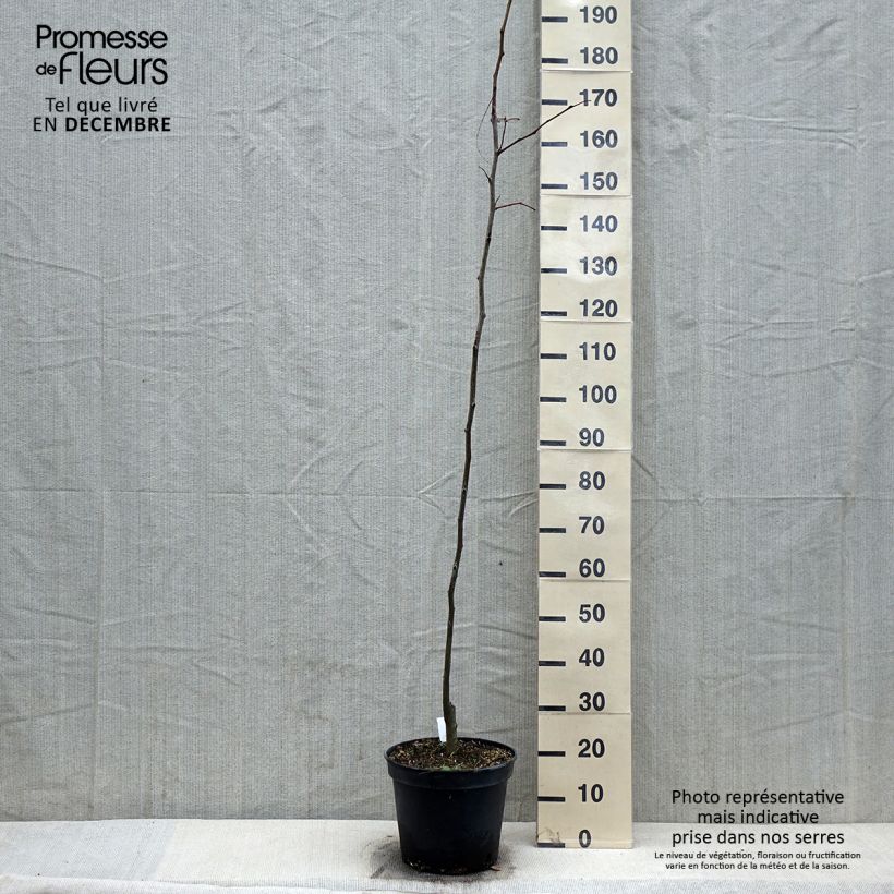 Gleditsia triacanthos Shademaster - F?vier d'Am?rique Pot de 7.5L/10L esemplare consegnato in inverno