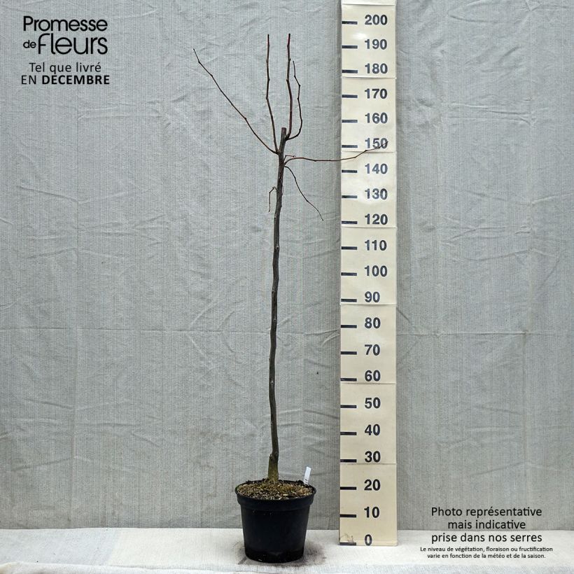 Gleditsia triacanthos Skyline - F?vier d'Am?rique Pot de 7.5L/10L esemplare consegnato in inverno